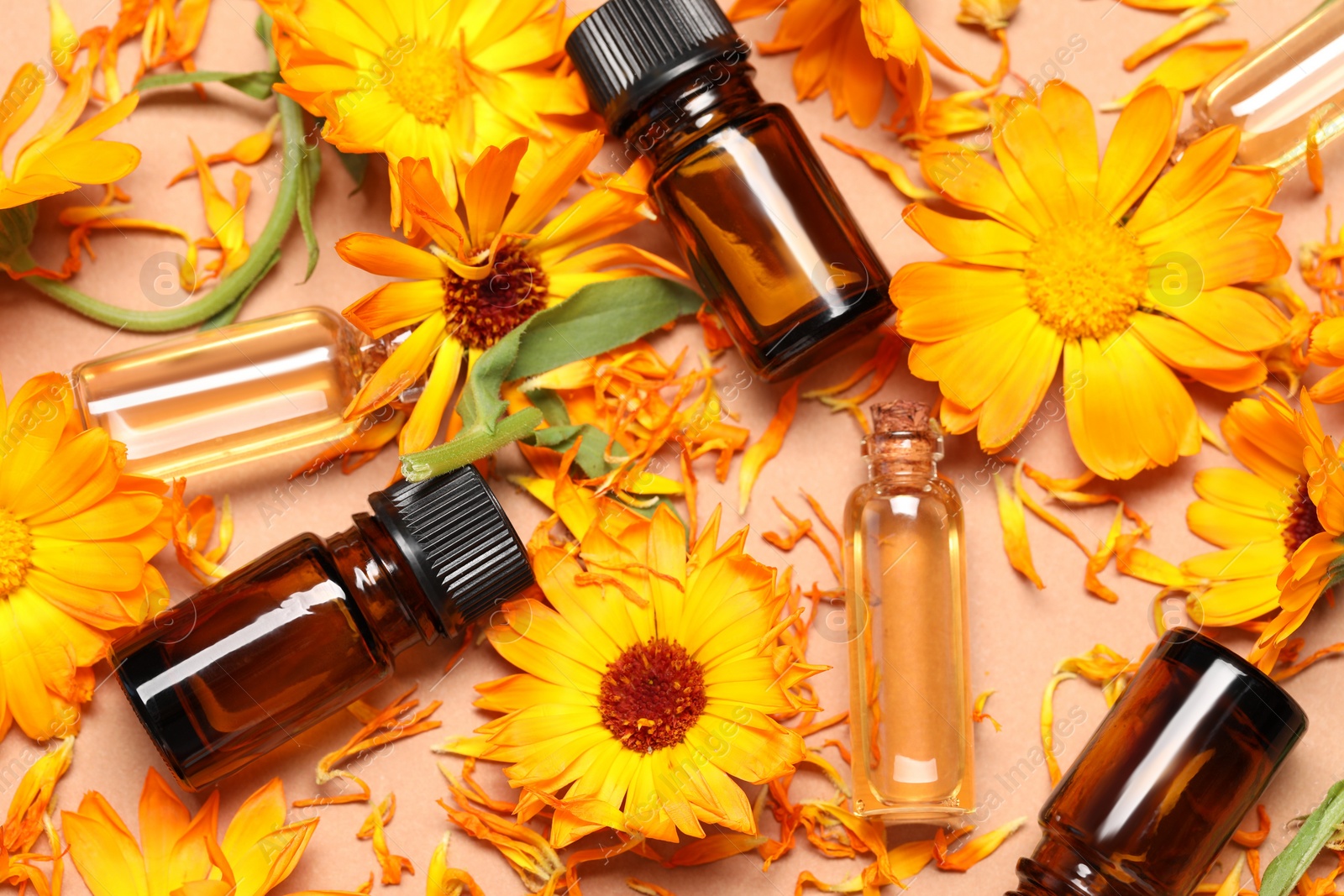 Photo of Bottles of essential oils and beautiful calendula flowers on beige background, flat lay