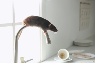 Photo of Rat on faucet in messy kitchen. Pest control