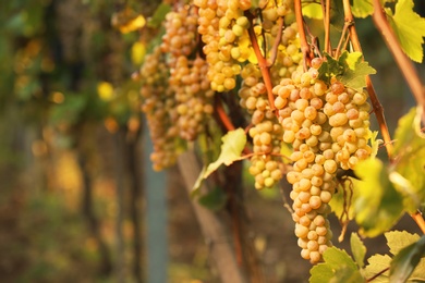 Photo of Fresh ripe juicy grapes growing on branches in vineyard