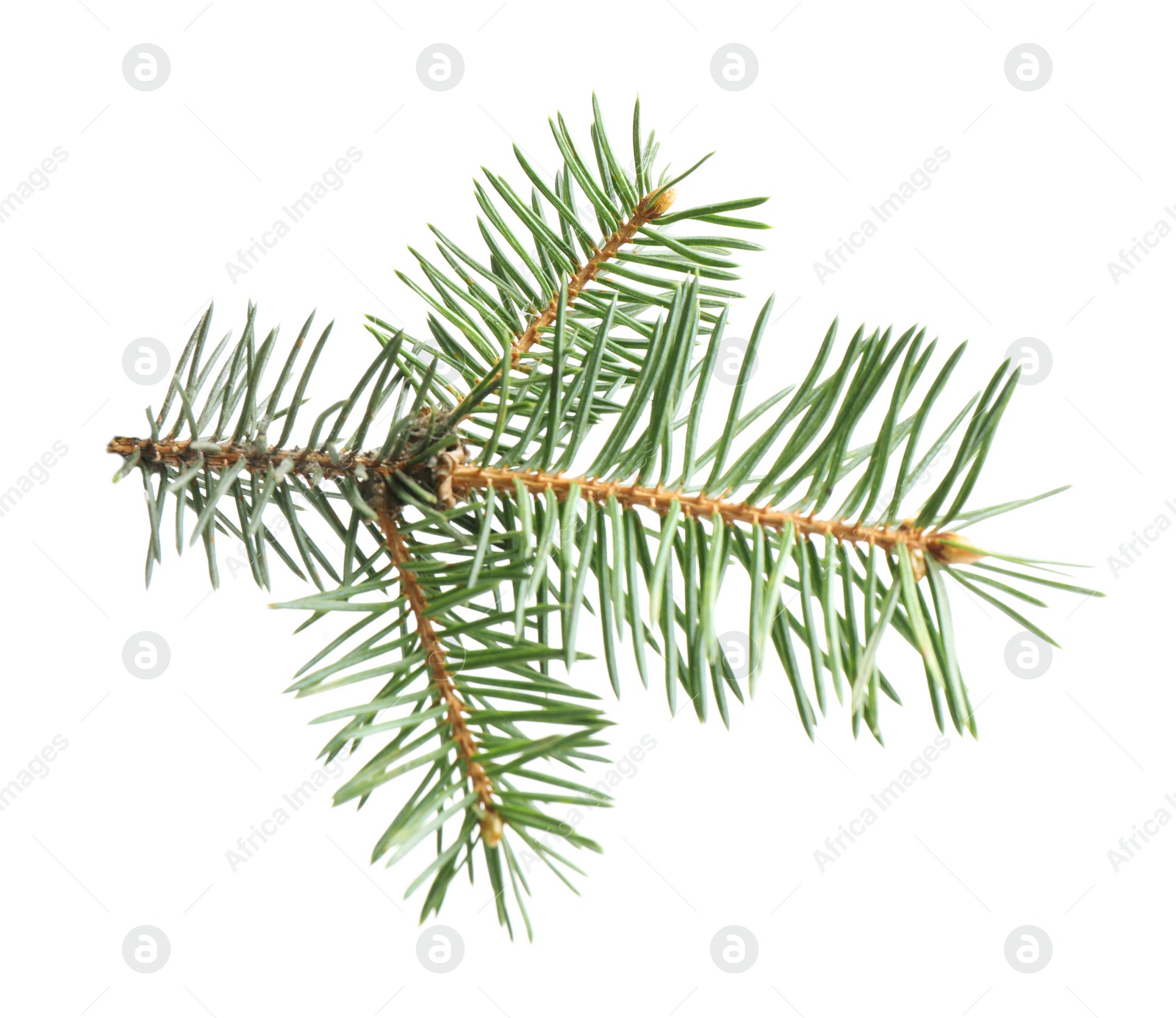 Photo of Branch of Christmas tree on white background