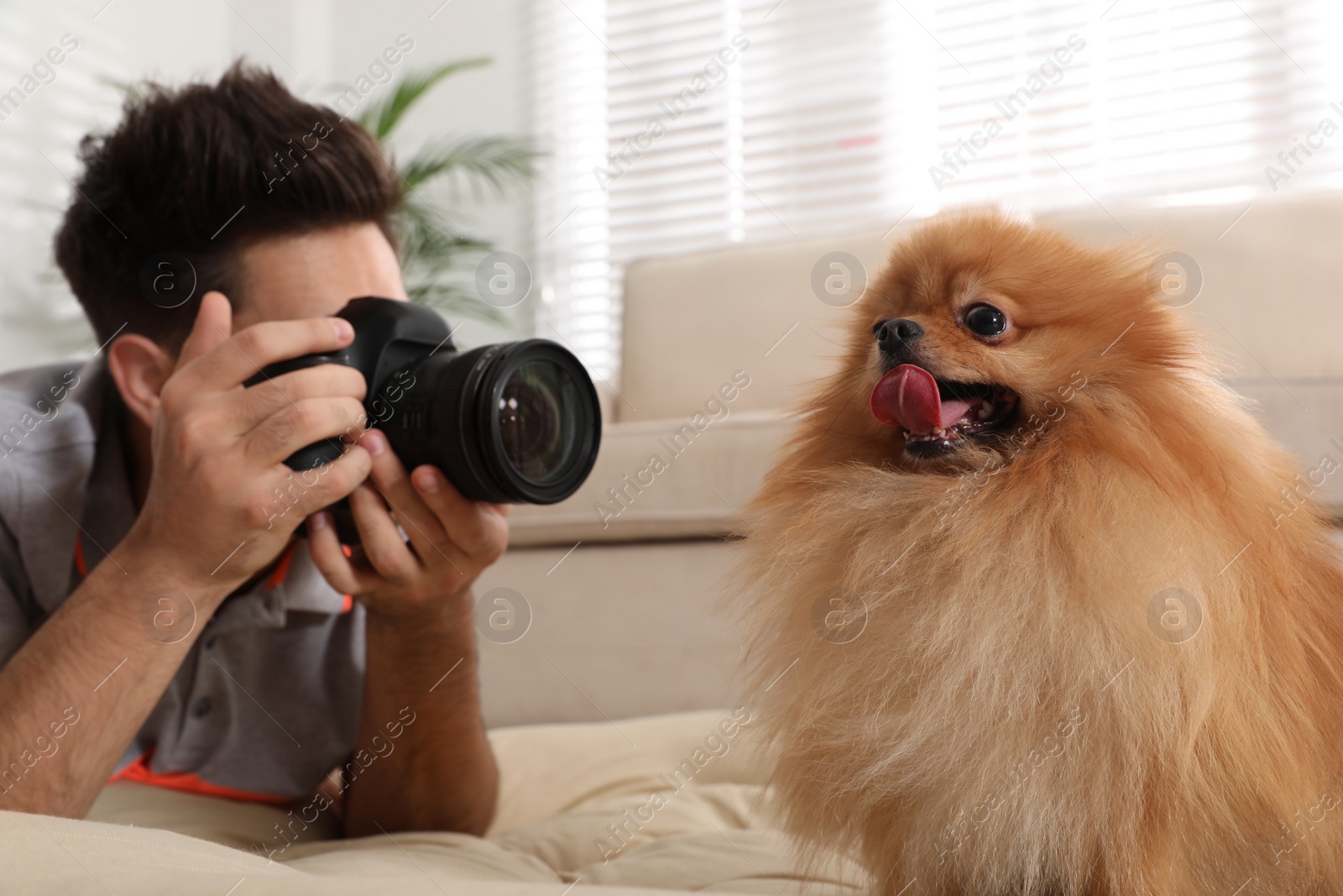 Photo of Professional animal photographer taking picture of beautiful Pomeranian spitz dog at home