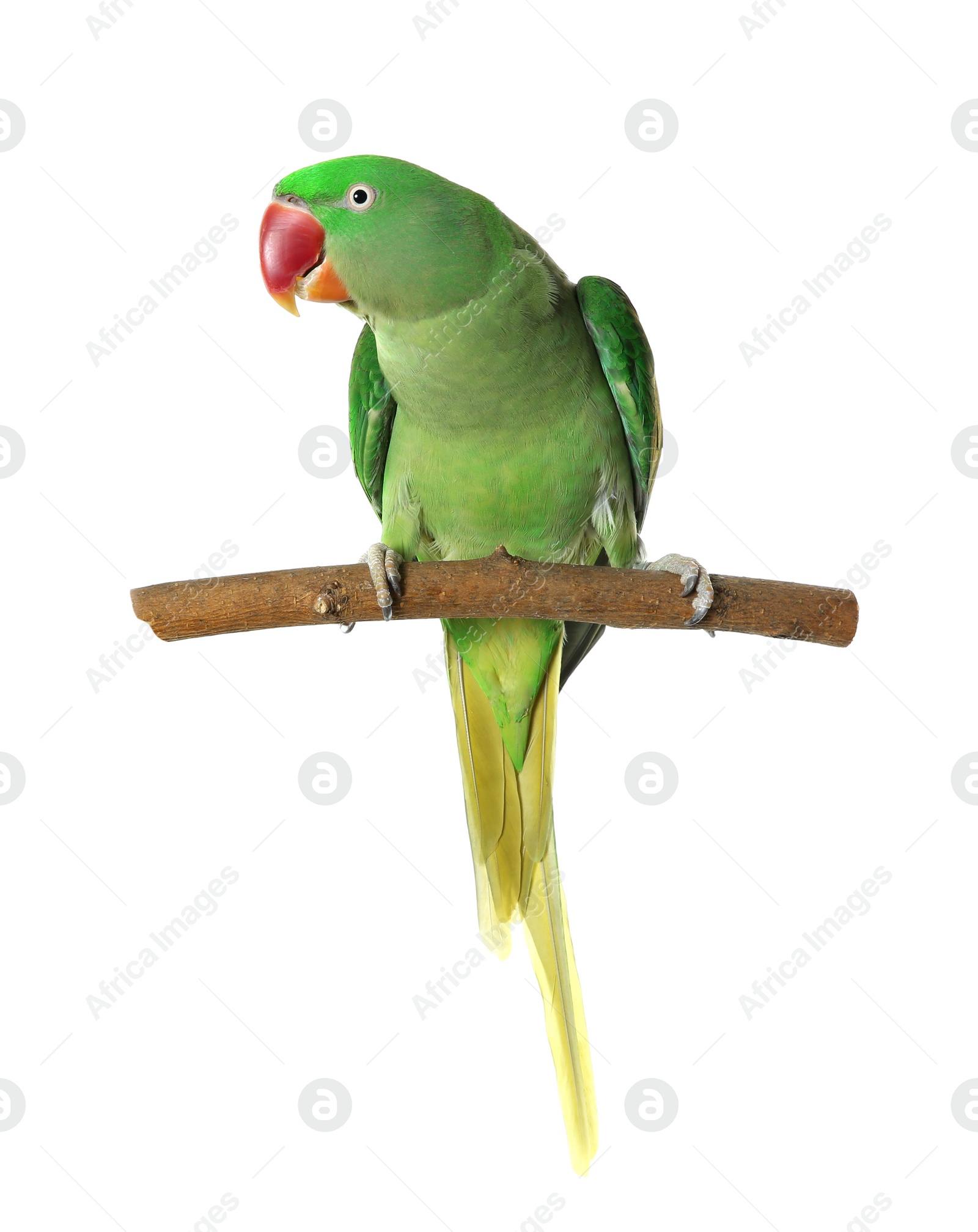 Photo of Beautiful Alexandrine Parakeet on tree branch against white background