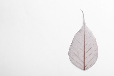 Beautiful decorative skeleton leaf and space for text on white background