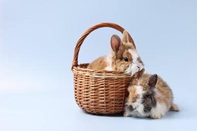 Photo of Cute little rabbits on light blue background. Space for text