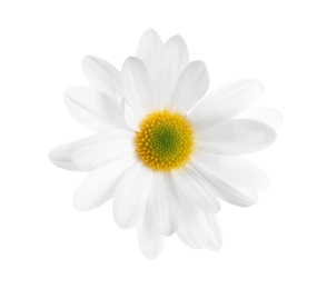 Beautiful and delicate chamomile flower on white background