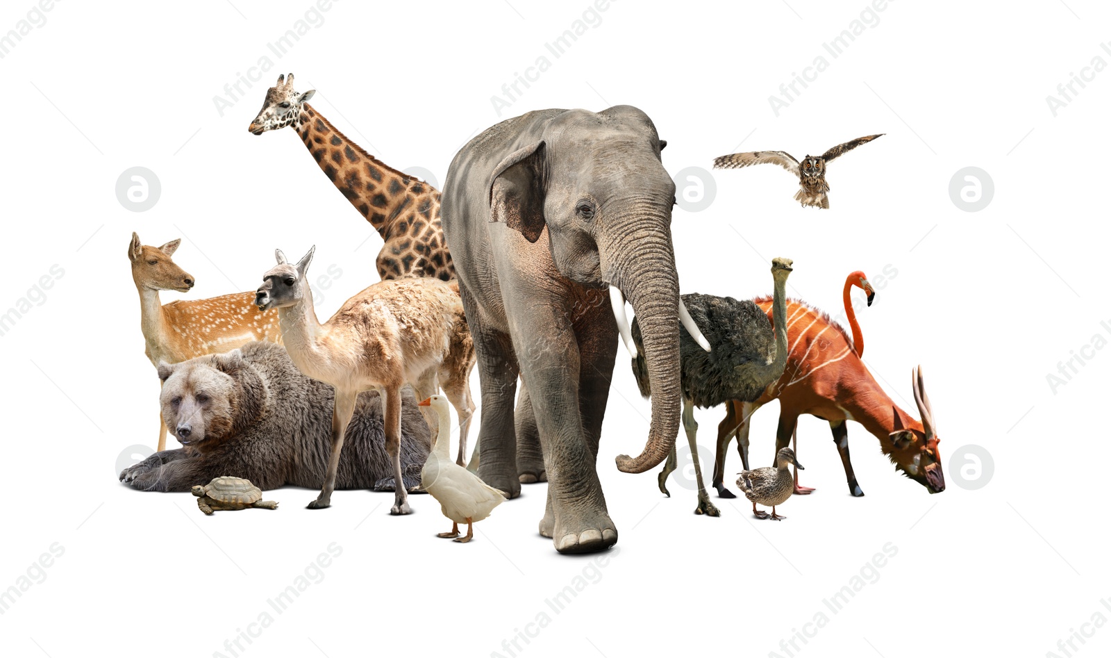 Image of Group of different wild animals on white background, collage