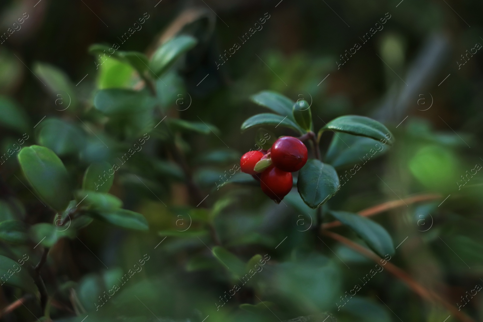 Photo of Sprig of delicious ripe red lingonberries outdoors, closeup. Space for text