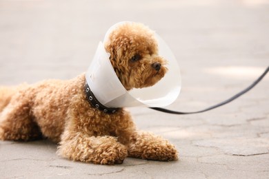 Cute Maltipoo dog with Elizabethan collar lying on pavement outdoors