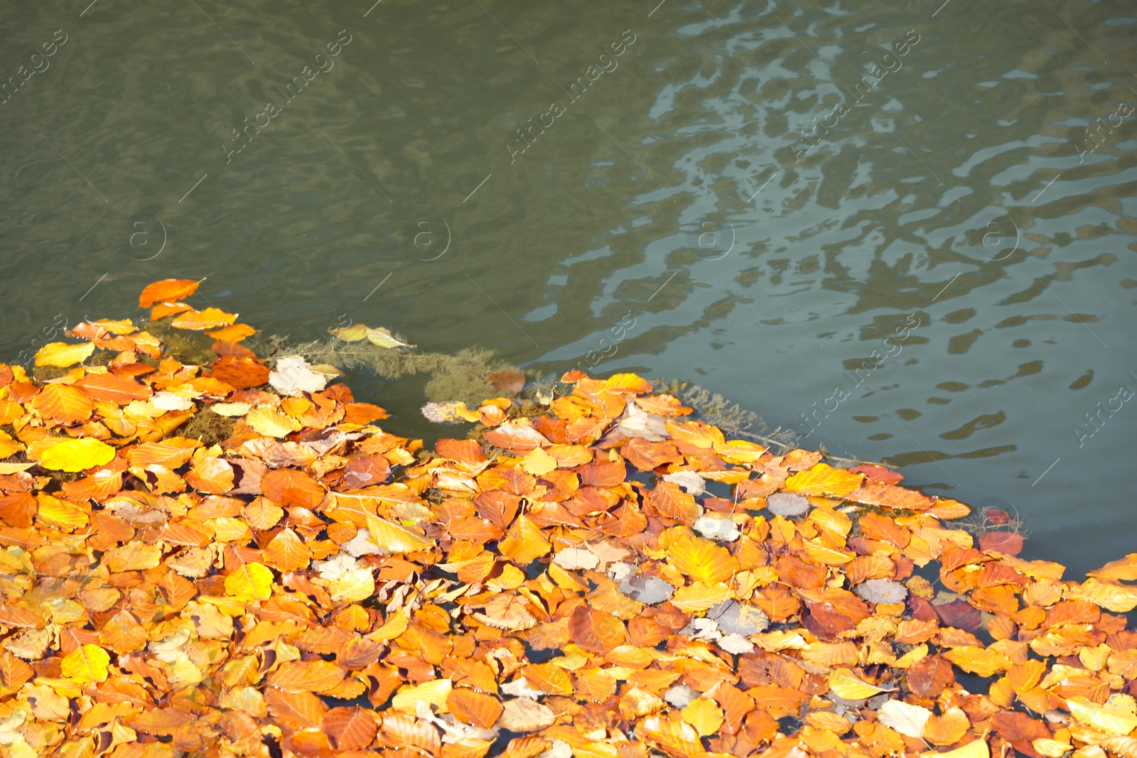 Photo of Fallen autumn leaves on surface of water, outdoors