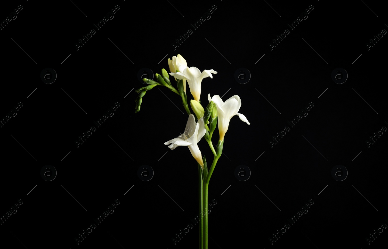 Photo of Beautiful white freesia flowers on black background