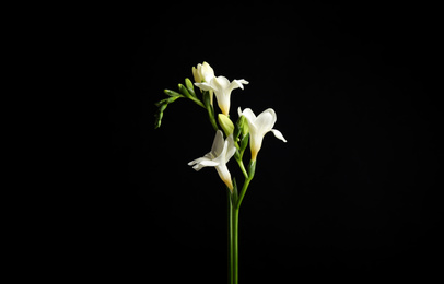 Beautiful white freesia flowers on black background