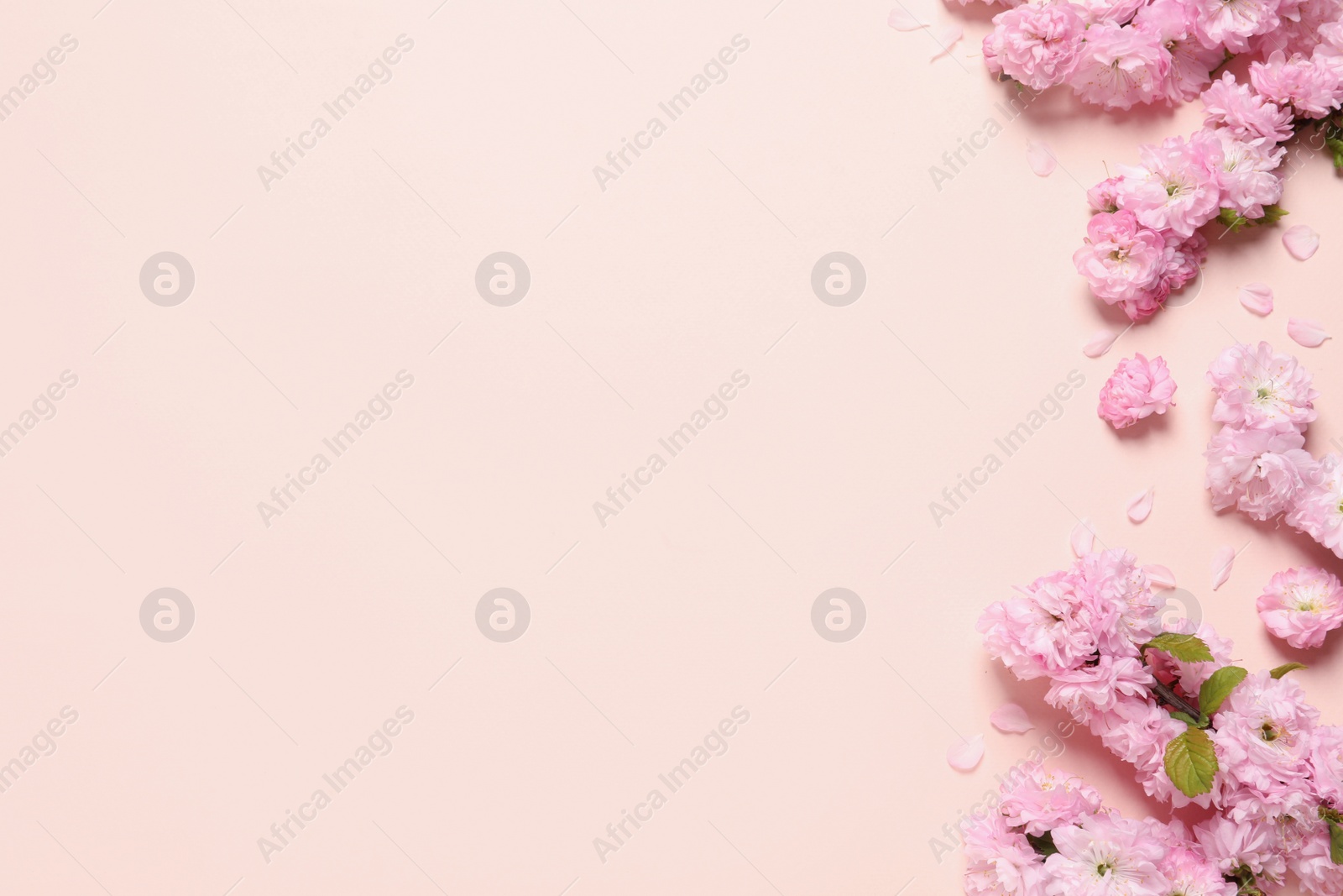 Photo of Beautiful sakura tree blossoms on beige background, flat lay. Space for text