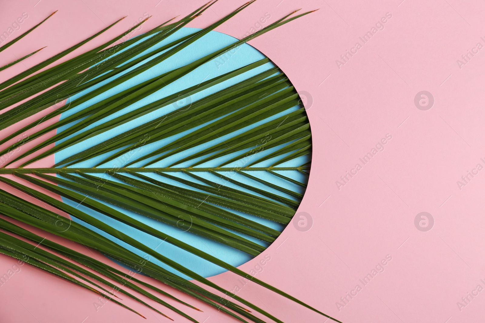 Photo of Beautiful tropical leaf on color background, top view