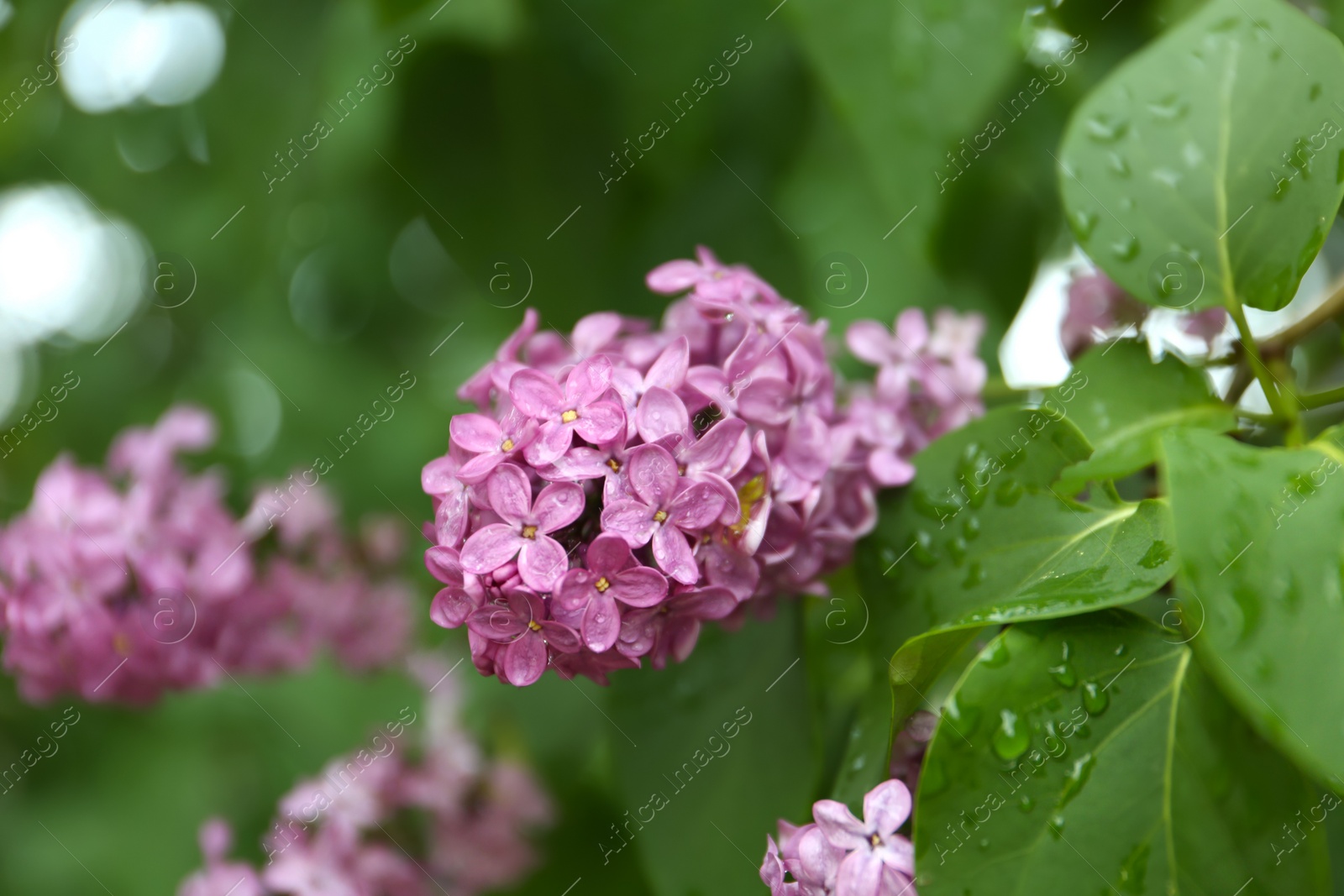 Photo of Closeup view of beautiful blossoming lilac bush outdoors