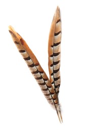 Photo of Beautiful brown bird feathers on white background, top view