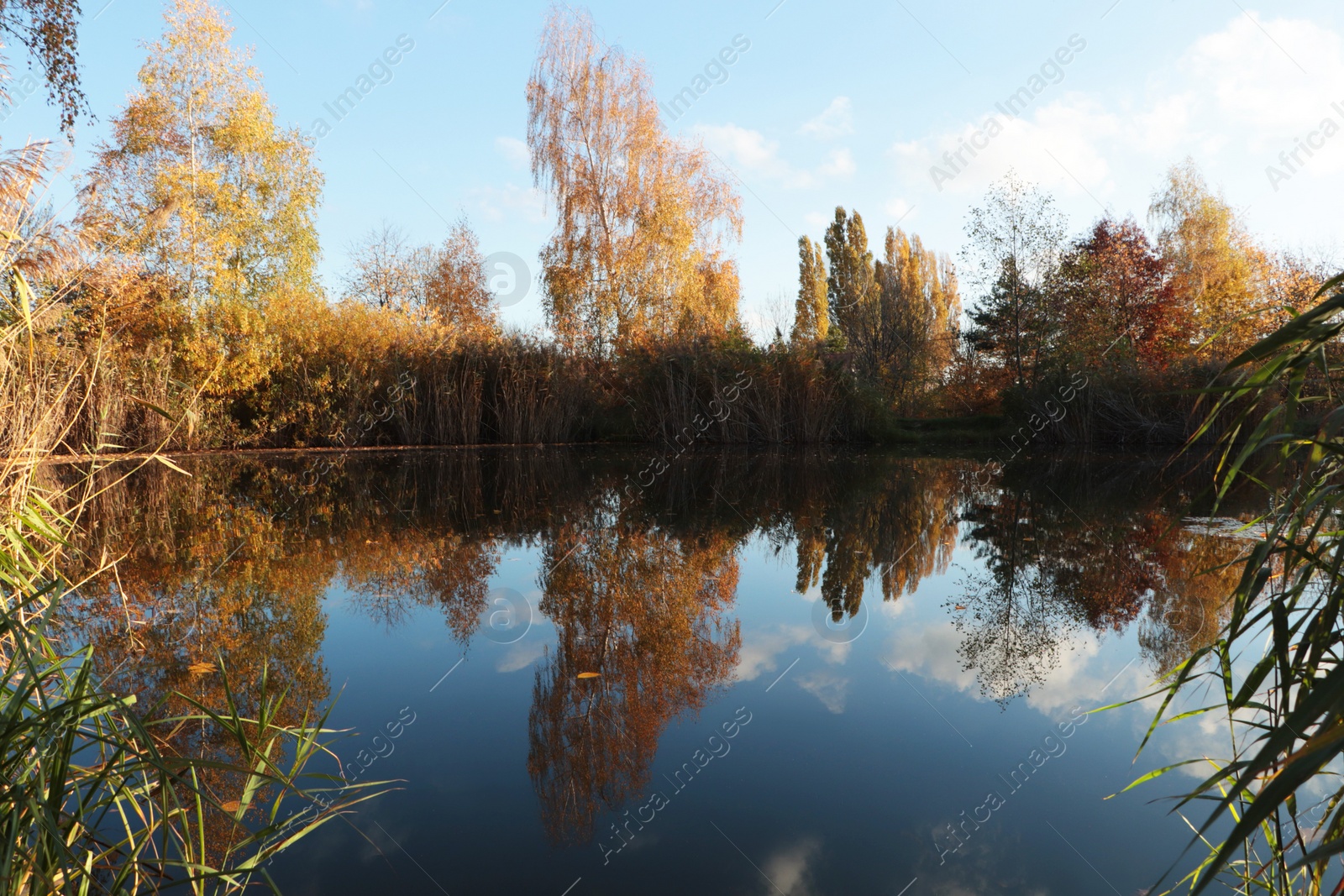 Photo of Picturesque view of lake and trees on autumn day