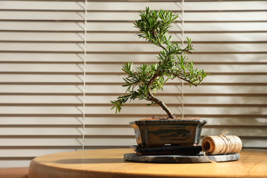 Japanese bonsai plant and rope on wooden table near window, space for text. Creating zen atmosphere at home