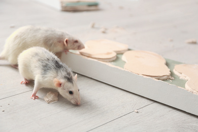 Photo of White rats gnawing baseboard indoors. Pest control