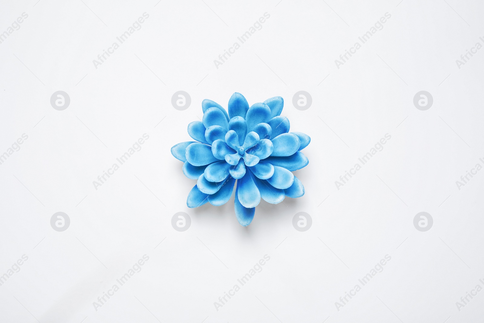 Photo of Decorative succulent on white background, top view. Color of the year 2020 (Classic blue)