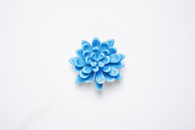 Photo of Decorative succulent on white background, top view. Color of the year 2020 (Classic blue)