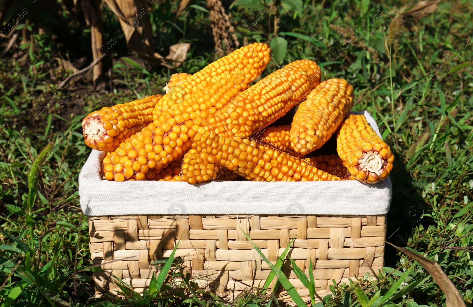 Photo of Delicious ripe corn cobs in wicker basket on green grass outdoors