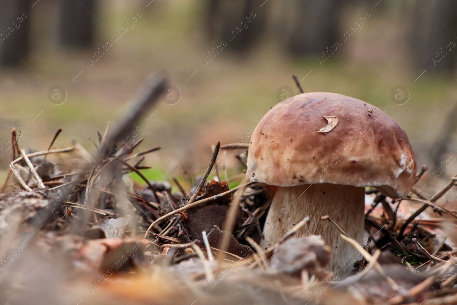 Photo of Beautiful porcini mushroom growing in forest, closeup