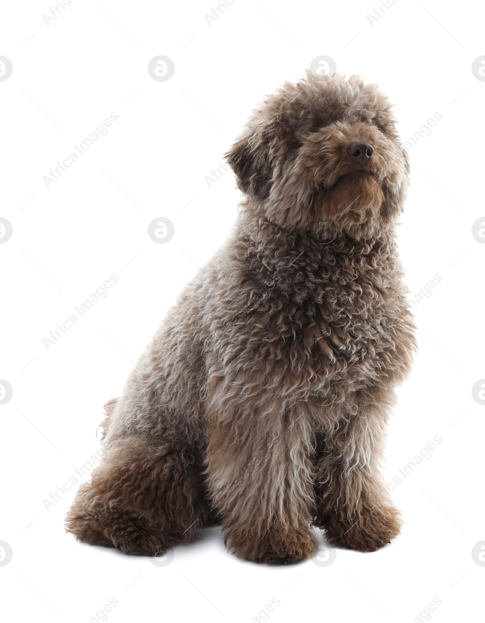 Photo of Cute Toy Poodle dog on white background