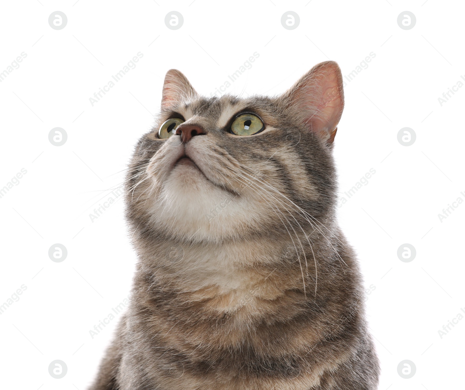 Photo of Beautiful grey tabby cat on white background. Cute pet