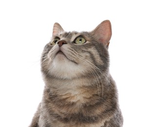 Beautiful grey tabby cat on white background. Cute pet