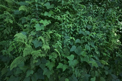 Photo of Fresh plants with beautiful green leaves growing in tropical forest