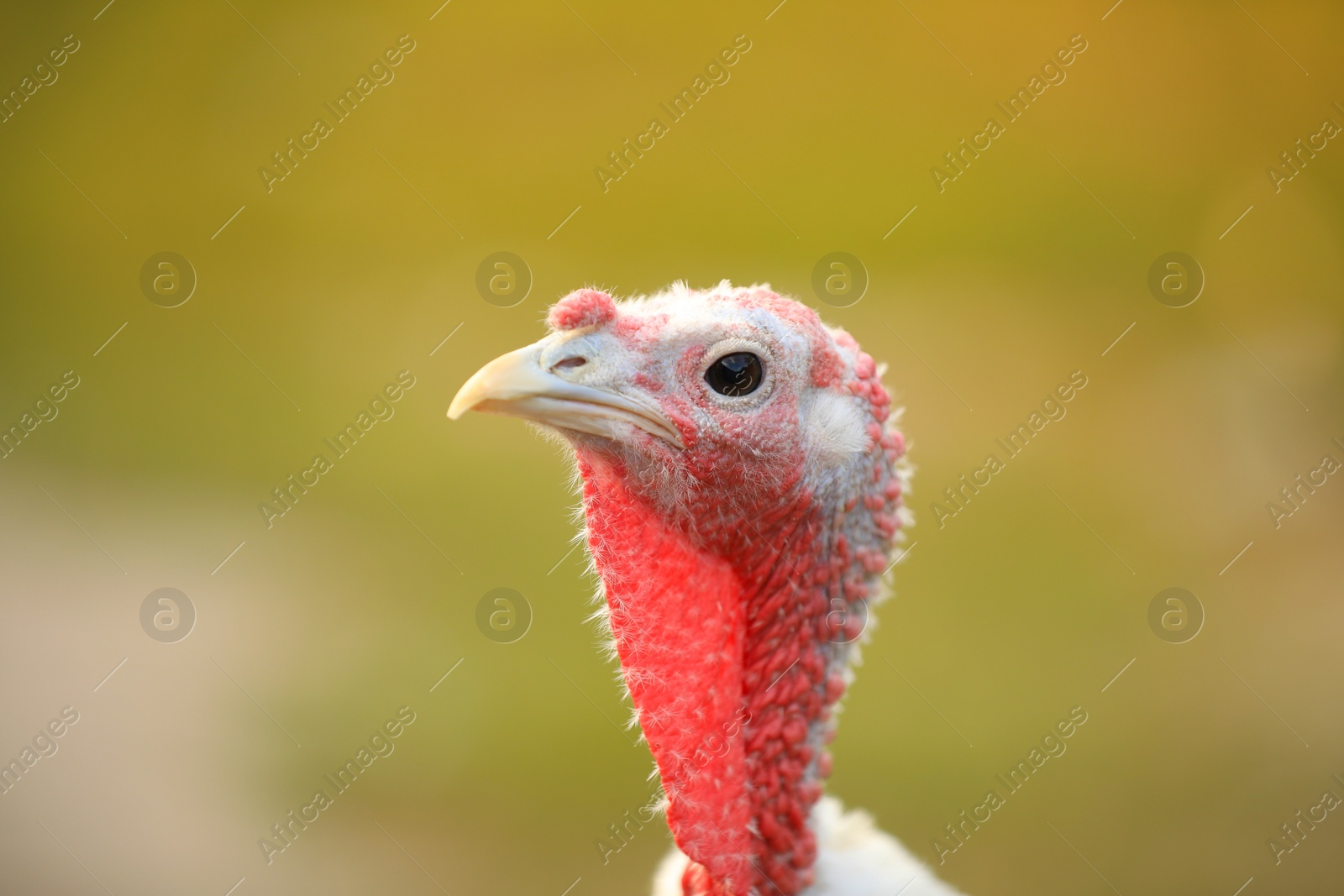 Photo of Domestic turkey with white feathers outdoors, closeup. Poultry farming