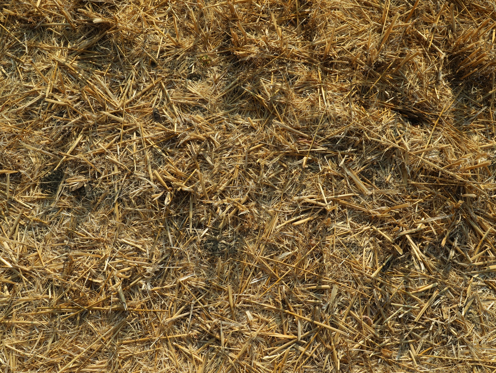 Photo of Mowed agriculture field outdoors on sunny day, top view. Agricultural industry