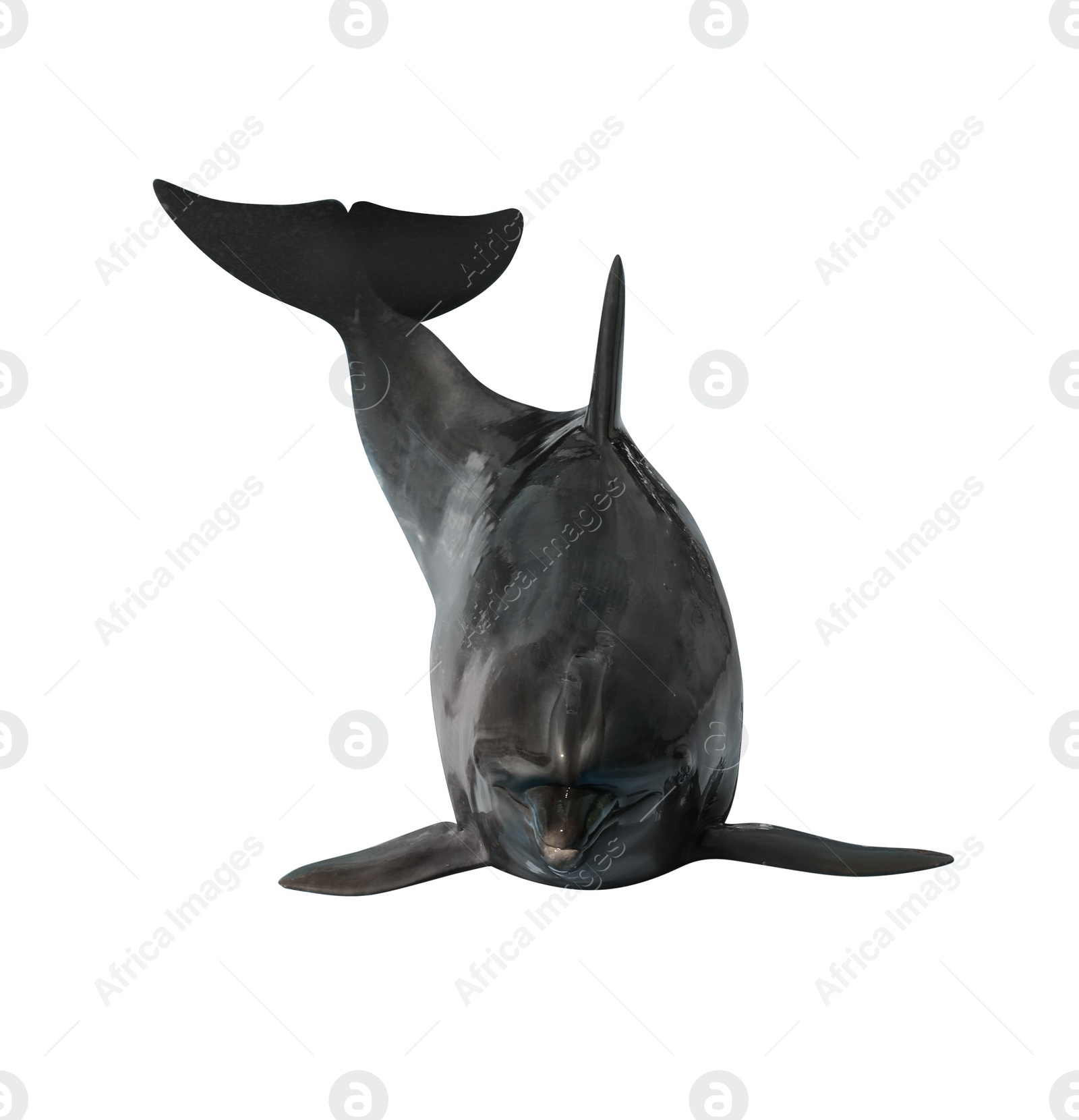 Image of Beautiful grey bottlenose dolphin on white background