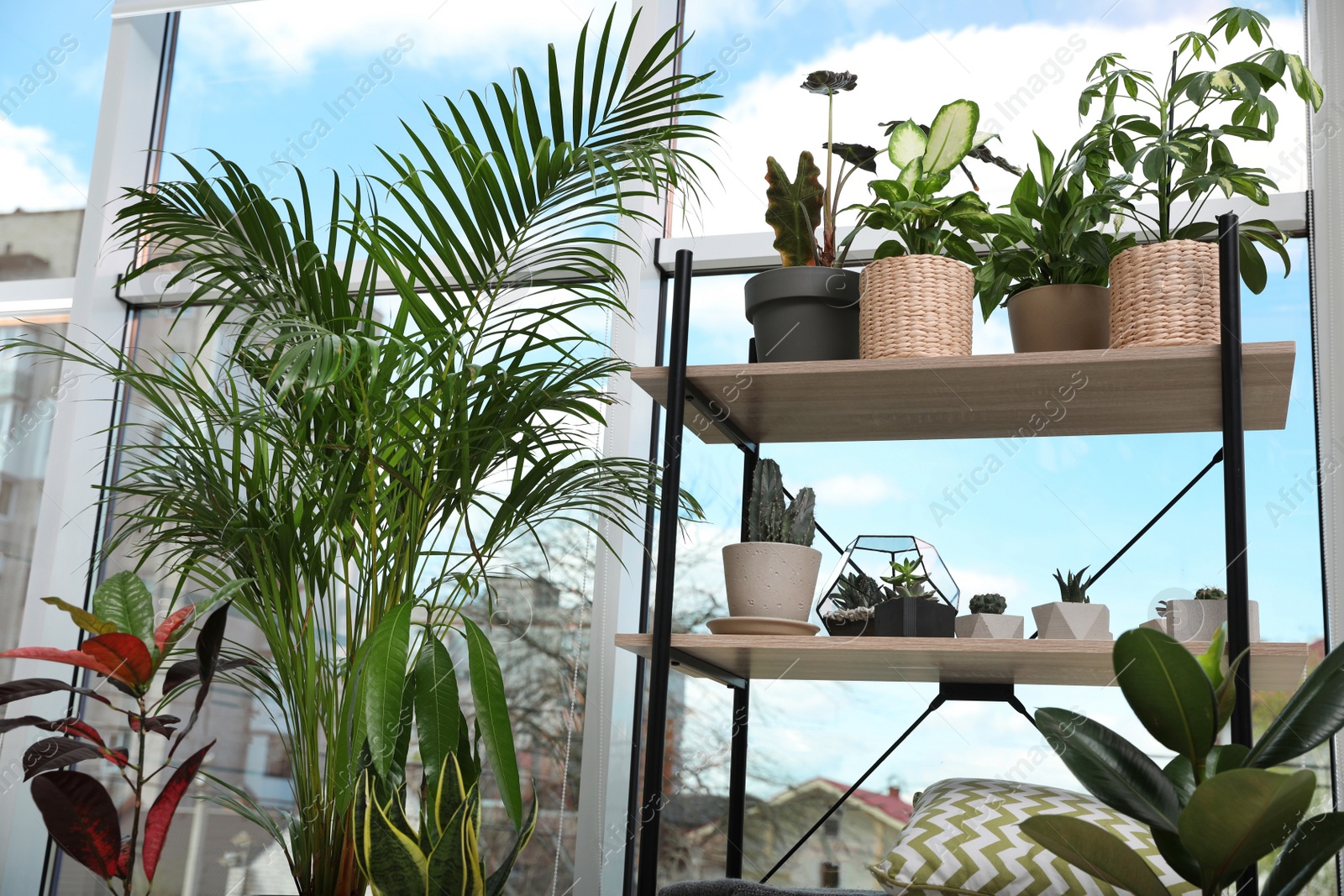 Photo of Different green potted plants near window at home