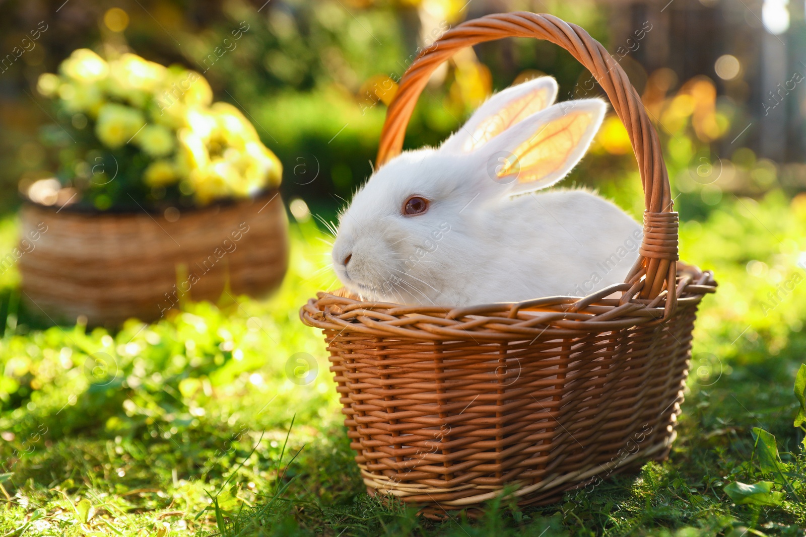 Photo of Cute white rabbit in wicker basket on grass outdoors. Space for text