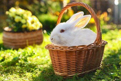 Photo of Cute white rabbit in wicker basket on grass outdoors. Space for text