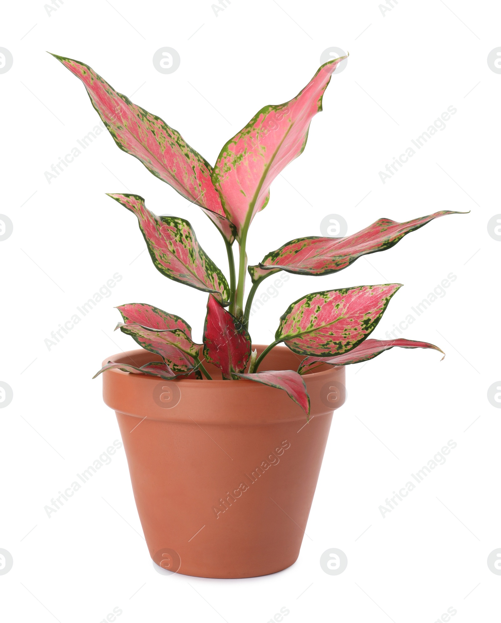 Photo of Beautiful Aglaonema plant in flowerpot isolated on white. House decor