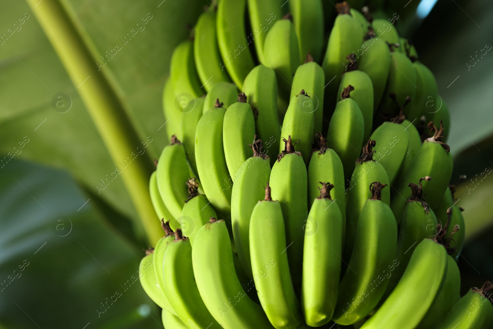 Photo of Unripe bananas growing on tree outdoors, low angle view. Space for text