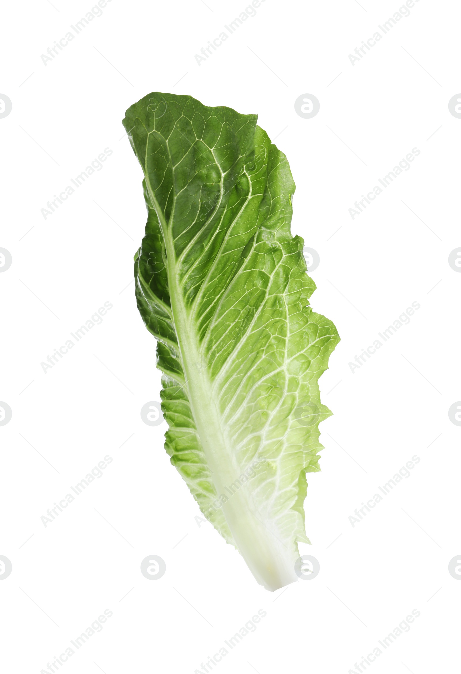 Photo of Fresh leaf of green romaine lettuce isolated on white