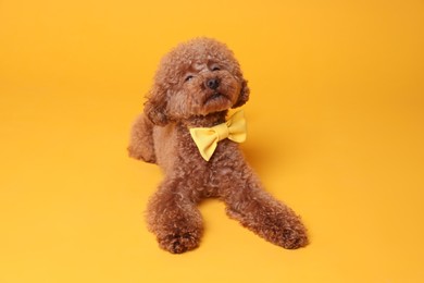 Cute Maltipoo dog with yellow bow tie on neck against orange background