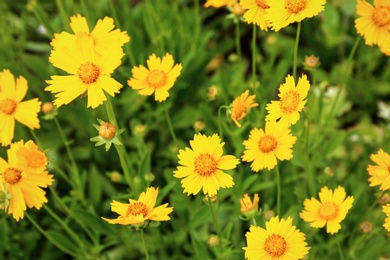 Photo of Field of amazing summer flowers. Beautiful nature