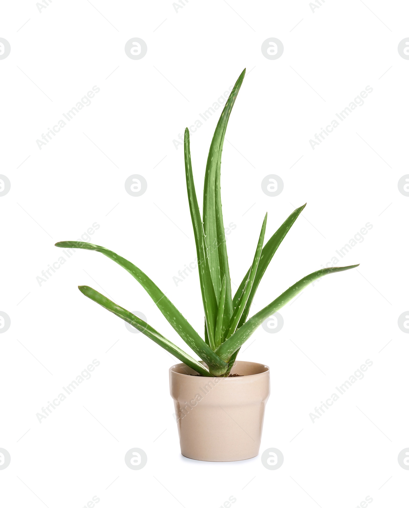 Photo of Flowerpot with aloe vera on white background