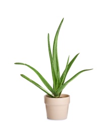 Photo of Flowerpot with aloe vera on white background