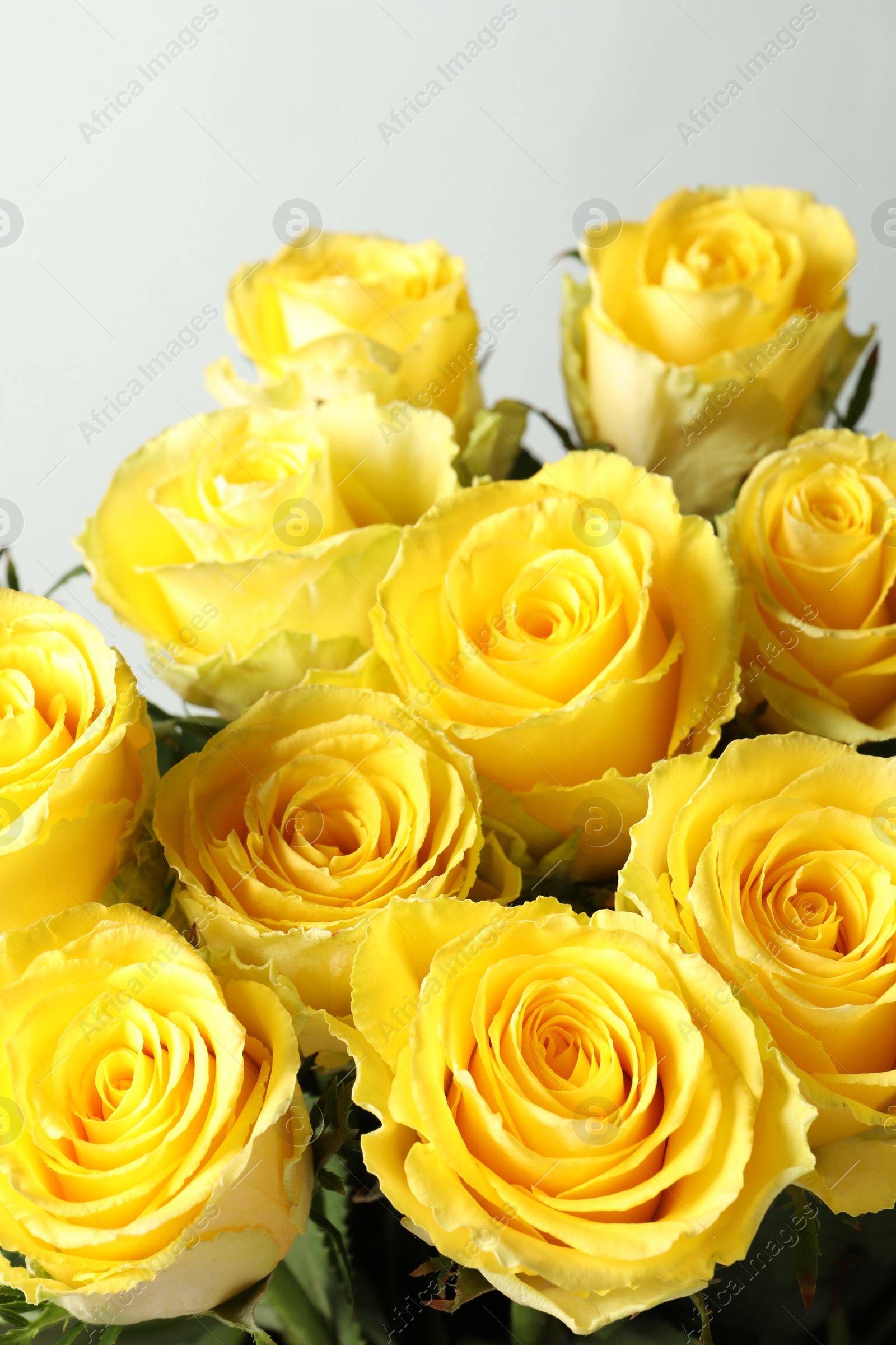 Photo of Beautiful bouquet of yellow roses on light grey background, closeup
