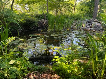 Photo of Plants growing near beautiful pond outdoors on summer day