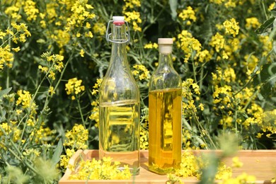 Photo of Rapeseed oil in bottles on tray among flowers outdoors, closeup