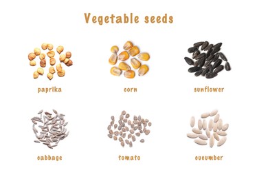 Image of Set of vegetable seeds and its names on white background, top view. Paprika, corn, sunflower, cabbage, tomato and cucumber