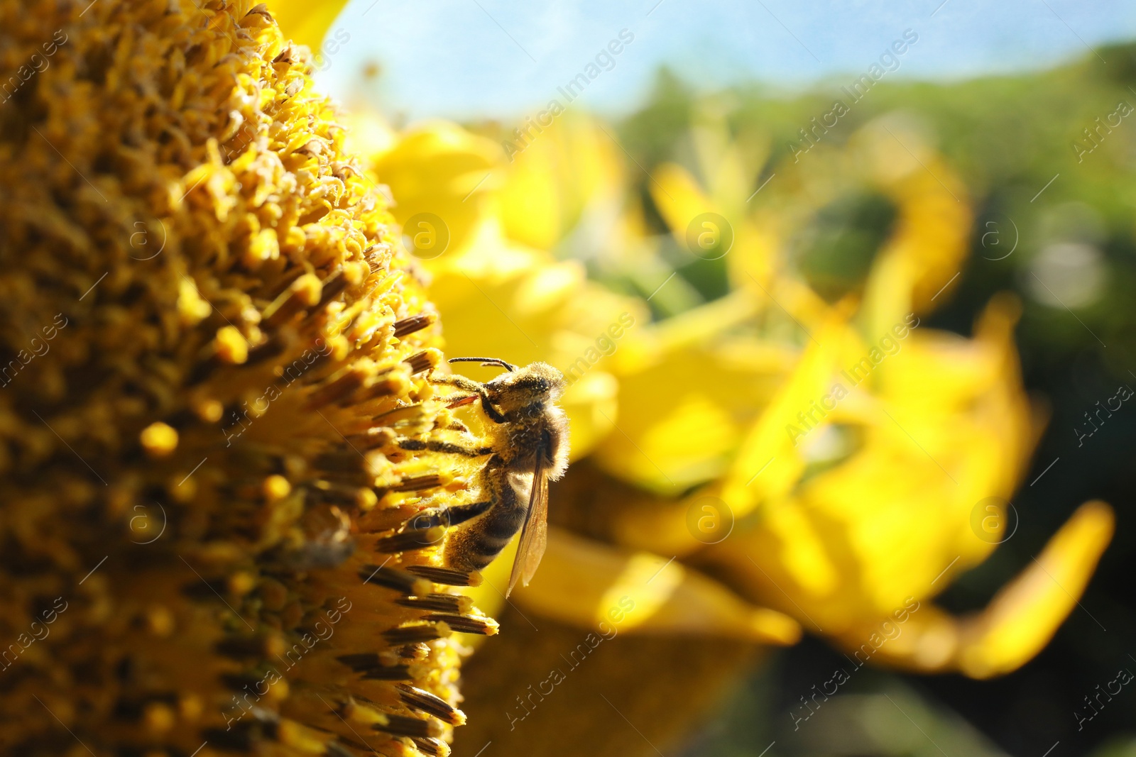 Photo of Honeybee collecting nectar from sunflower outdoors, closeup. Space for text