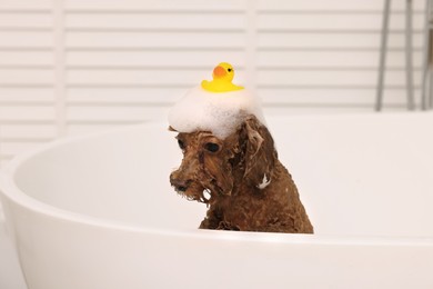 Photo of Cute Maltipoo dog with foam and rubber duck in bathtub indoors. Lovely pet