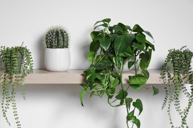 Photo of Green houseplants in pots on wooden shelf near white wall